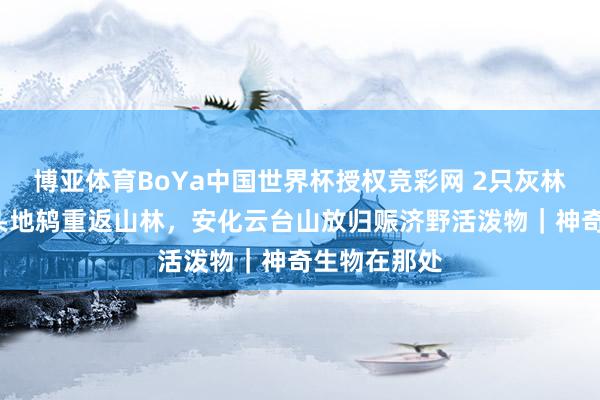 博亚体育BoYa中国世界杯授权竞彩网 2只灰林鸮、1只橙头地鸫重返山林，安化云台山放归赈济野活泼物｜神奇生物在那处
