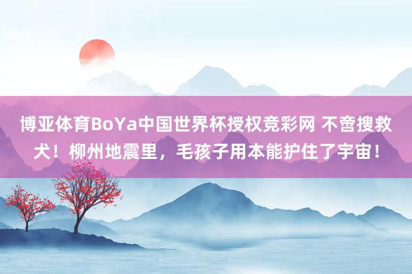 博亚体育BoYa中国世界杯授权竞彩网 不啻搜救犬！柳州地震里，毛孩子用本能护住了宇宙！