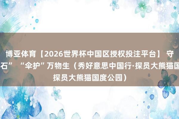 博亚体育【2026世界杯中国区授权投注平台】 守护“活化石”  “伞护”万物生（秀好意思中国行·探员大熊猫国度公园）