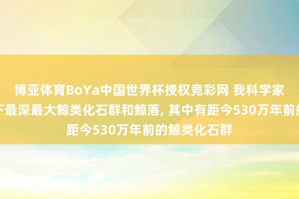 博亚体育BoYa中国世界杯授权竞彩网 我科学家主导发现天下最深最大鲸类化石群和鲸落, 其中有距今530万年前的鲸类化石群