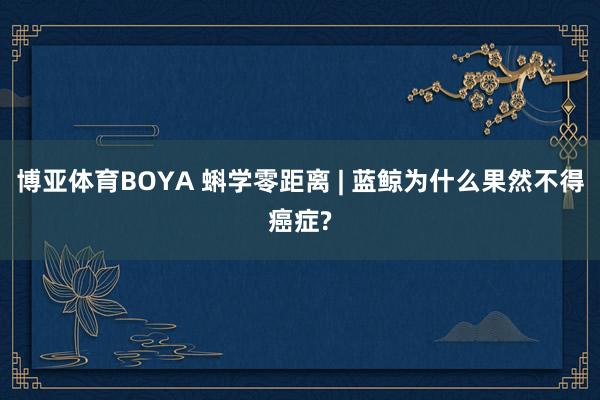 博亚体育BOYA 蝌学零距离 | 蓝鲸为什么果然不得癌症?